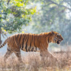 ベンガルトラ © WWF-Sweden / Ola Jennersten