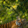 トラ© Suyash Keshari / WWF-International