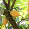 カカオの果実。木の幹になる