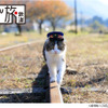 劇場版「にゃん旅鉄道」公開決定