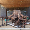 震災・津波伝承館のある道の駅高田松原に津波で倒伏しなかった通称“奇跡の一本松”の根が期間限定で展示されていた。