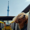 「vipわんツアー！」×「代々木わんわんカーニバル」、東京観光＆ドッグイベントを楽しむコラボツアー開催