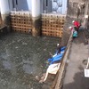 明治用水頭首工：仮設ポンプ設置状況