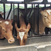 牛革は、牛肉の副産物として活用されているが…（写真はイメージ）