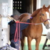 警視庁騎馬隊の厩舎にて