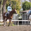 警視庁騎馬隊の訓練の様子