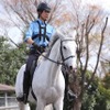 警視庁騎馬隊の訓練の様子