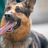 警視庁警備犬のウィル号