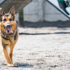 警視庁警備犬のウィル号