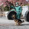 警視庁警備犬のウィル号