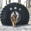 警視庁警備犬のウィル号