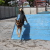 警視庁警備犬のウィル号