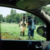 カングーファーム