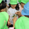 サナギの説明を聞く園児たち