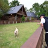 わが家の夏の愛犬連れドライブ8か条