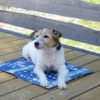 愛犬用のクールマット