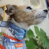 愛犬用のクールバンダナ