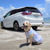 わが家の夏の愛犬連れドライブ8か条