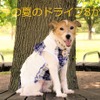 わが家の夏の愛犬連れドライブ8か条