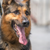 警視庁警備犬のウィル号