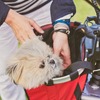 The Dog Bike PONY