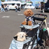 会場では愛犬を連れた人の姿も多く見られた