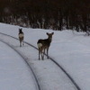 シカが出没する釧網本線。JR北海道ではさまざまな対応策を検討しているということだが、物理的な抑止策にはコスト面から限界がある。