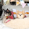 Honda Dogブース（しっぽフェスタ2022）