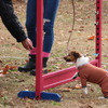 エクストリーム体験コーナー。愛犬と障害物に挑戦！