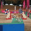 ドッグスポーツ「エクストリーム」のチャンピオンシップ全国決勝大会