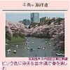 まっぷるガイドで「お花見特集」を配信