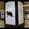 猫を交通事故から守る論文をデジタルサイネージで発表