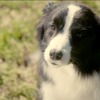 Dog's Best Friend