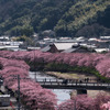 河津町