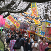 権現堂桜堤