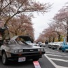 桜吹雪と名車の饗宴…オールドカーミーティングin清久さくらまつり