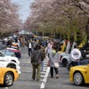 桜吹雪と名車の饗宴…オールドカーミーティングin清久さくらまつり