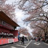 桜吹雪と名車の饗宴…オールドカーミーティングin清久さくらまつり