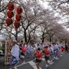 桜吹雪と名車の饗宴…オールドカーミーティングin清久さくらまつり