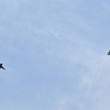 航空自衛隊新田原基地のF-15によるウエルカムフライト