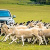 ベントレーが参加する英国の愛犬家イベント「グッドウーフ・フェスティバル」