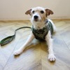 初夏からの愛犬とドライブする時に役立つ神アイテム 2023年度版