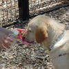 初夏からの愛犬とドライブする時に役立つ神アイテム 2023年度版