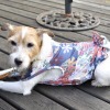 COOL素材のドッグウエア