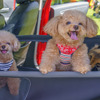 クルマで出かけるユーザーは、愛犬を伴うケースが多いそうだ。