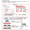「ENLITEN」と「BCMA」の融合