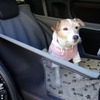純正ドッグアクセサリーとして「Honda Dog」シリーズが用意されている
