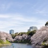 お花見タクシー2024（イメージ）