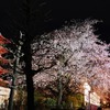 お花見タクシー2024（イメージ）
