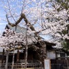 お花見タクシー2024（イメージ）